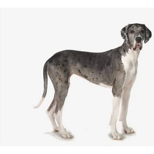 Great Dane Dog Poster Print, 36 x 26