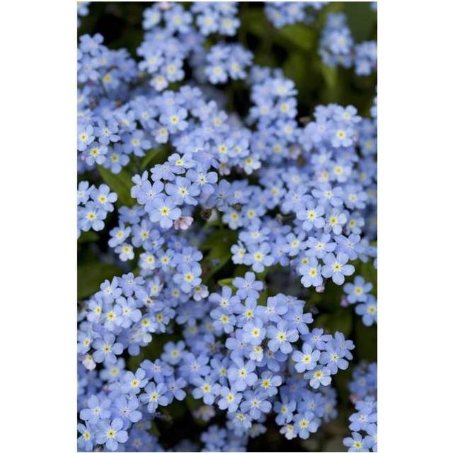 Victoria British Columbia Canada - Blooming Blue Flowers Poster Print, Large - 24 x 38