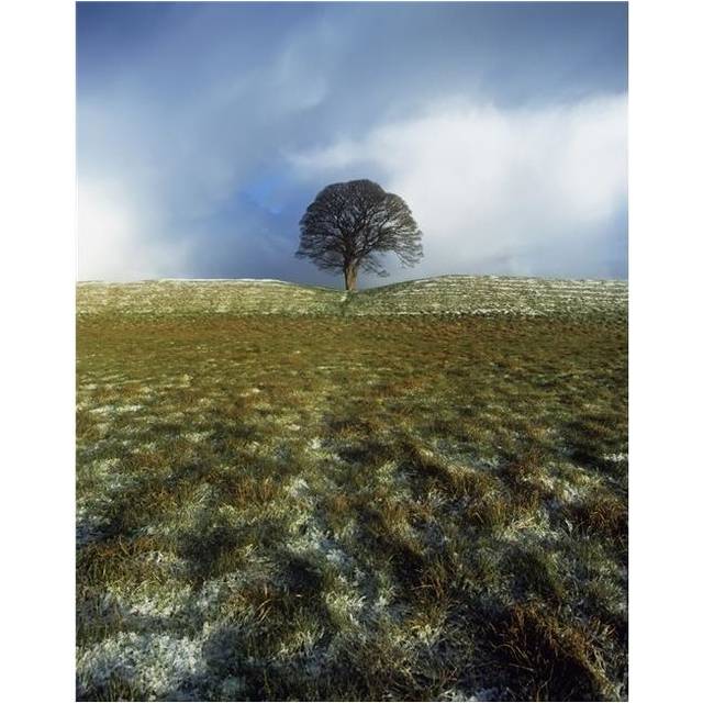 Tree On A Landscape Giants Ring Belfast Northern Ireland Poster Print by The Irish Image Collection, 26 x 34 - Large