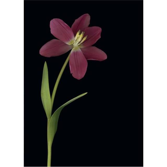 Tulip Petals About To Fall Off Poster Print by Deddeda, 24 x 34 - Large
