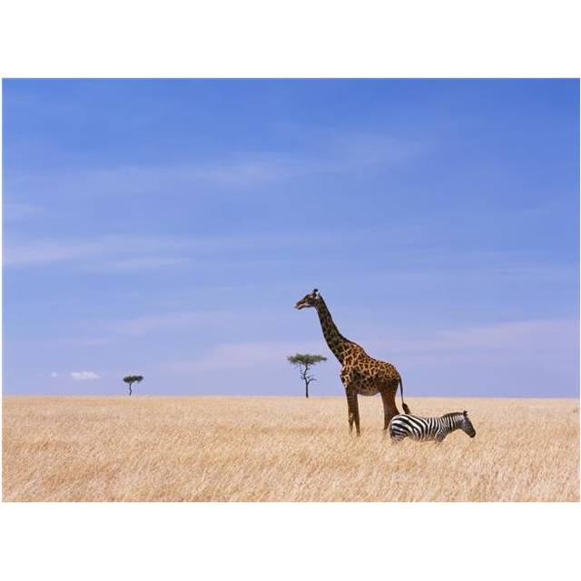 Giraffe Standing In Dry Grass On The Plains of The Masai Mara Game Reserve Poster Print, 36 x 26 - Large