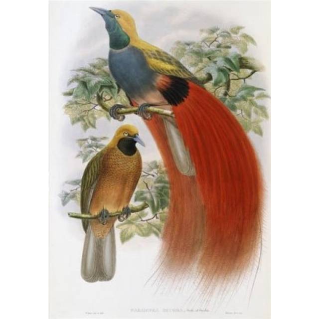Grey-Chested Bird of Paradise John Gould, 1804-1881 British Poster Print, 24 x 36 - Large