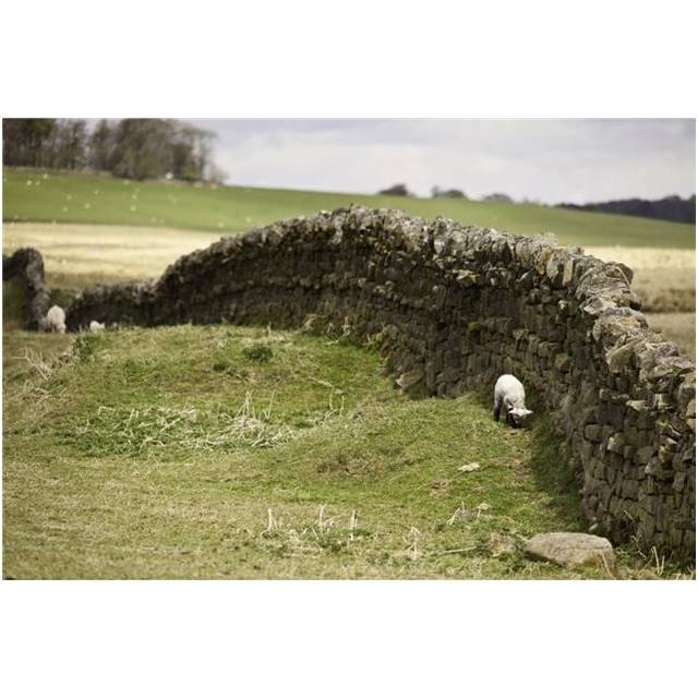 Northumberland, England - Sheep Grazing Along A Stone Wall Poster Print, 38 x 24 - Large