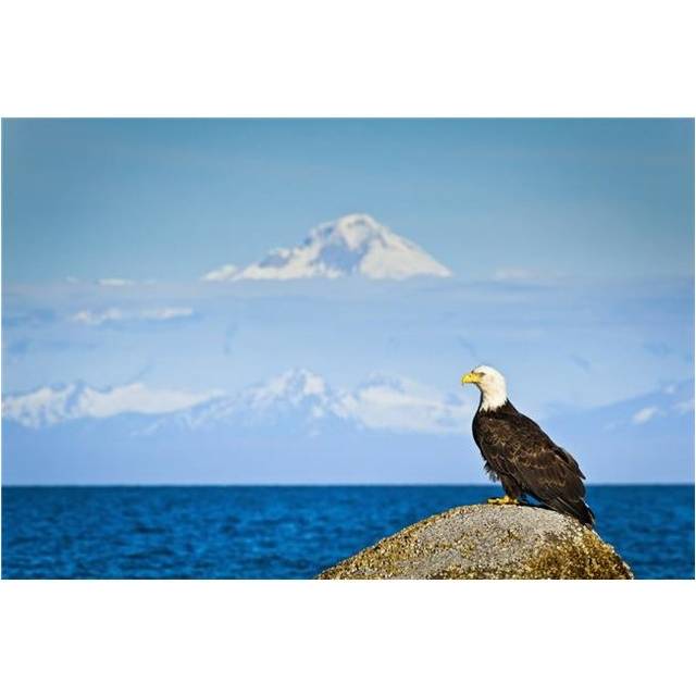 Bald Eagle Perched on A Rock Overlooking Cook Inlet with Mt. Redoubt in The Poster Print - 38 x 24 in. - Large