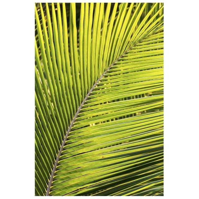 Close Up of A Palm Tree Branch Glowing From The Sunlight - Akumal Quintana Roo Mexico Poster Print - 24 x 38 in. - Large