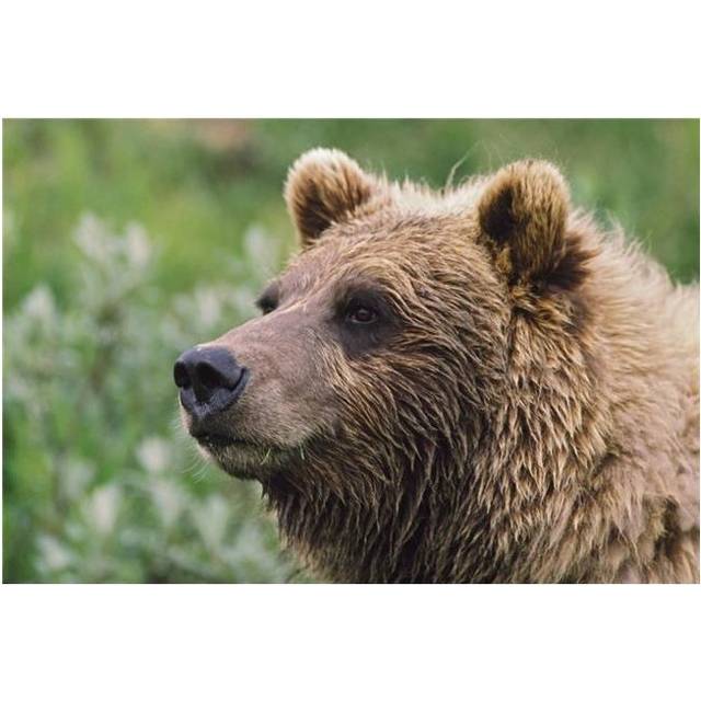 Grizzly Bear Portrait - Denali National Park & Preserve Alaska USA Poster Print, 38 x 24