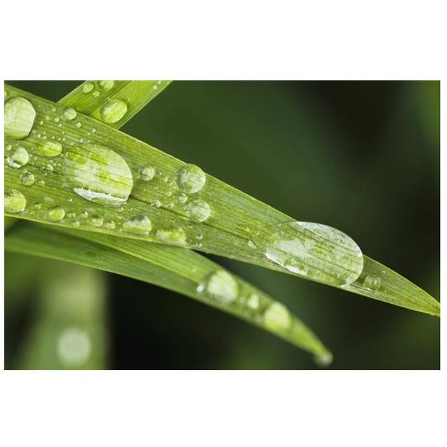 Close Up of Day Lily Leaves Poster Print - 38 x 24 in. - Large