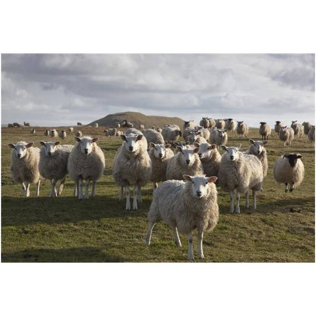 Northumberland, England - A Flock of Sheep In A Field Poster Print, 38 x 24 - Large
