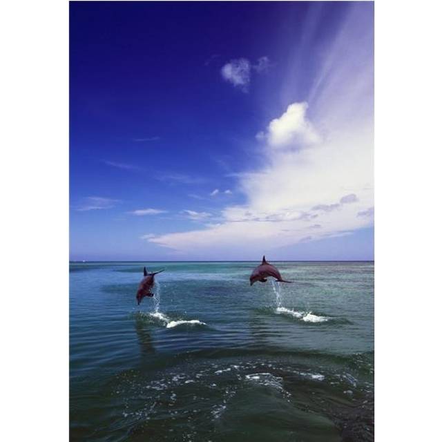 Two Bottlenose Dolphins Leaping Out of Water Caribbean Sea Poster Print by Natural Selection Craig Tuttle, 24 x 36 - Large