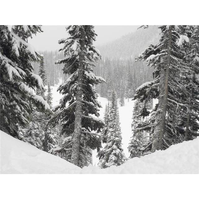 Evergreens At Ski Resort Whistler British Columbia Canada Poster Print, Large - 34 x 26