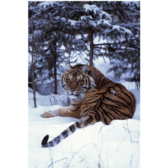 Siberian Tiger Lying On Mound of Snow in Forest Poster Print by Natural Selection David Ponton, 24 x 36 - Large
