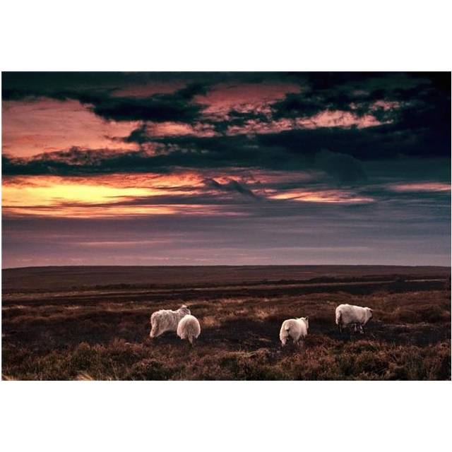 Yorkshire England - Sheep in Meadow Poster Print, Large - 34 x 24