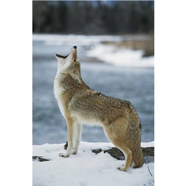 Coyote Howling on Snowy Riverbank Poster Print, 24 x 38