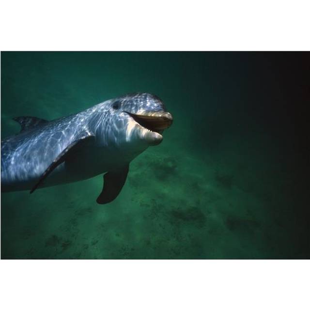 Underwater Close-Up of Smiling Bottlenose Dolphin Poster Print by Natural Selection Craig Tuttle, 36 x 24 - Large