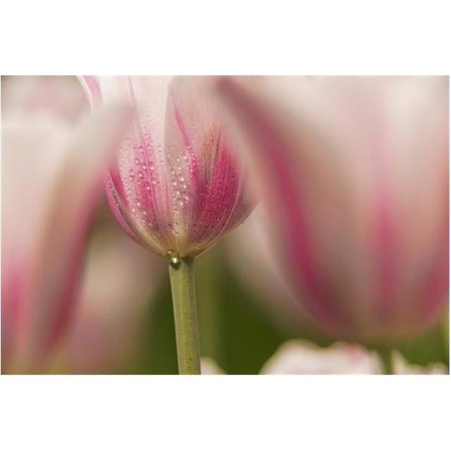 Triumph Tulip Inistress Mystic Brooklyn Botanic Garden - Brooklyn New York United States of America Poster Print by F. M. Kearney, 38 x 24 - Large