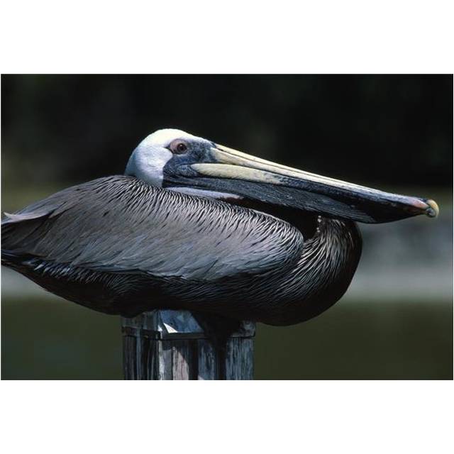 Profile of Brown Pelican On Post Poster Print by Natural Selection Bill Byrne, 36 x 24 - Large