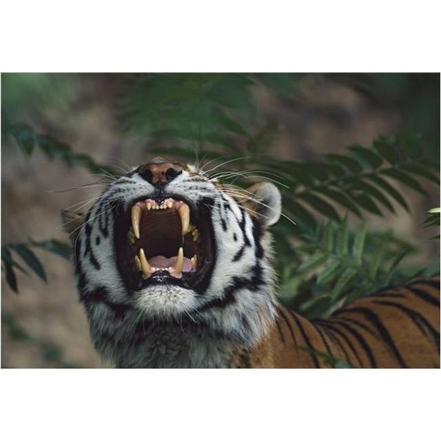 Siberian Tiger Panthera Tigris Bares Fangs Poster Print, 36 x 24