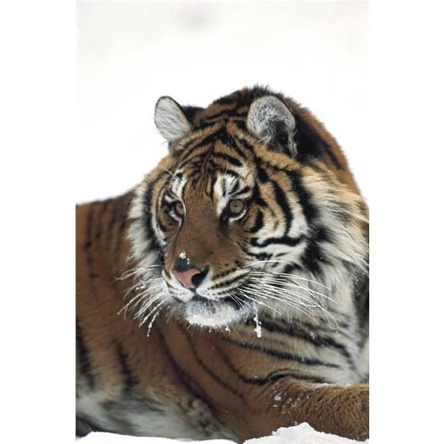 Siberian Tiger Panthera Tigris Altaica Portrait with Bits of Snow on Face & Whiskers Poster Print, 24 x 38
