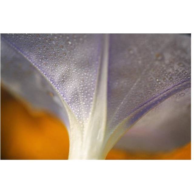 Underside of A Flower Blossom with Dew Poster Print by Natural Selection Craig Tuttle, 36 x 24 - Large