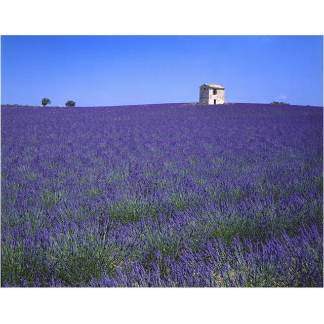 Lavender Field in Southern France Poster Print by David L. Brown, 34 x 26 - Large