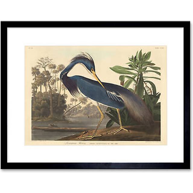 Wee Blue Coo Audubon Louisiana Heron Painting Framed Wall Art Print 30 x 41cm - 43.3 x 33.3 x 1.5cm