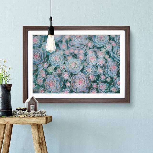 Succulent Plants - Picture Frame Graphic Art Print - Walnut Framed (62cm H x 87cm W x 2cm D)