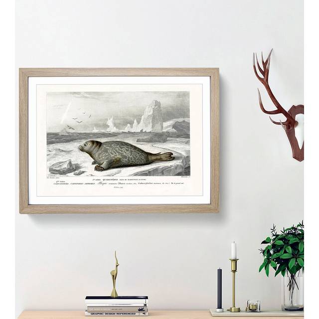 Seal Illustration by Charles d' Orbigny - Picture Frame Painting Print - Oak Framed (36cm H x 48cm W x 2cm D)