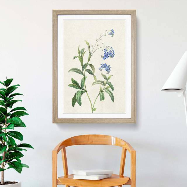 Water Forget-Me-Not Flowers by Pierre-Joseph Redoute - Picture Frame Painting Print - Oak Framed (48cm H x 36cm W x 2cm D)
