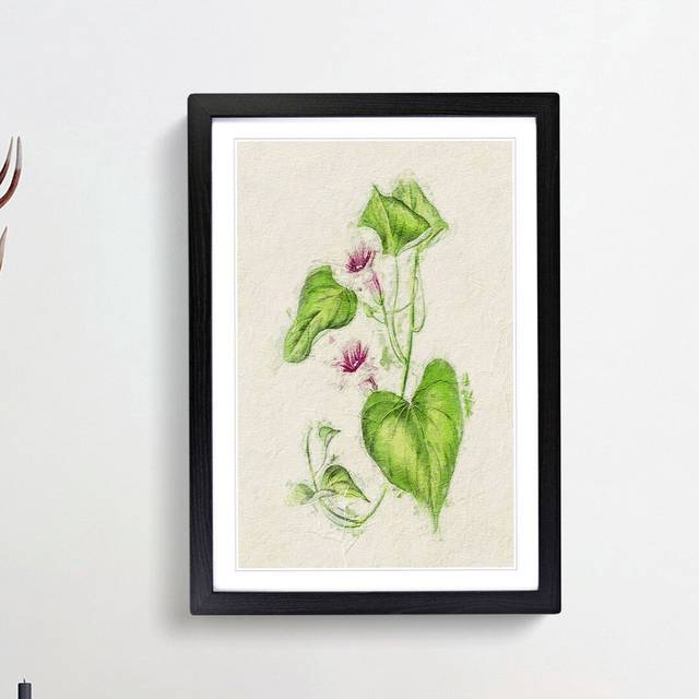 Illustration of Sweet Potato Flowers - Picture Frame Painting Print - Black Framed (65cm H x 48cm W x 2cm D)