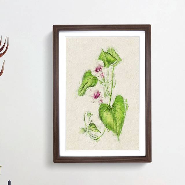 Illustration of Sweet Potato Flowers - Picture Frame Painting Print - Walnut Framed (48cm H x 36cm W x 2cm D)