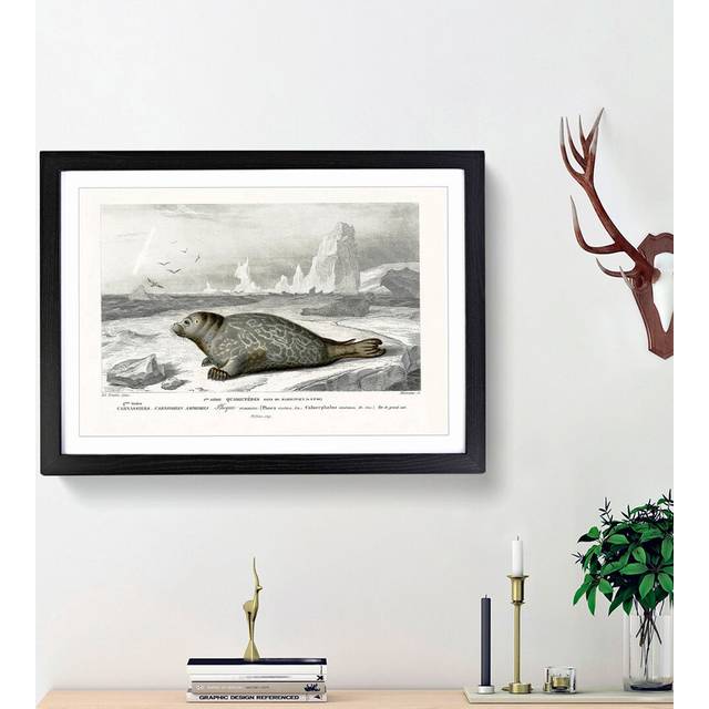 Seal Illustration by Charles d' Orbigny - Picture Frame Painting Print - Black Framed (27cm H x 36cm W x 2cm D)