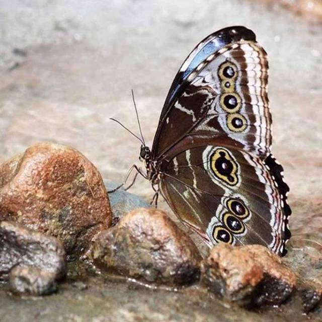 Full Round Drill 5D DIY Diamond Painting Cross Stitch Butterfly dancing Diamond Embroidery 30x30CM