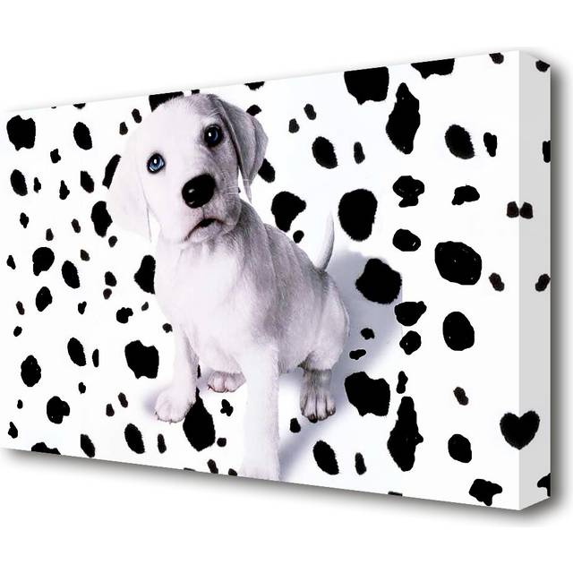 Wheres my spots Dalmatian Wildlife - Wrapped Canvas Photograph Print (66 cm H x 101.6 cm W)
