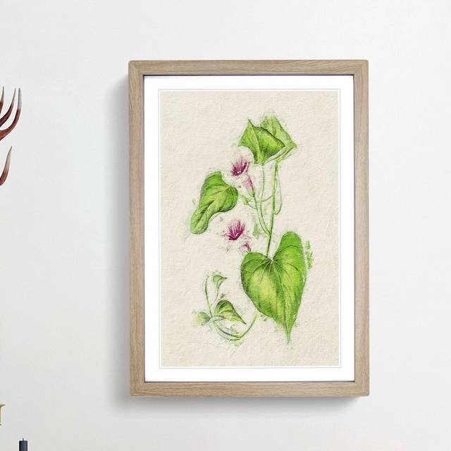 Illustration of Sweet Potato Flowers - Picture Frame Painting Print - Oak Framed (36cm H x 27cm W x 2cm D)