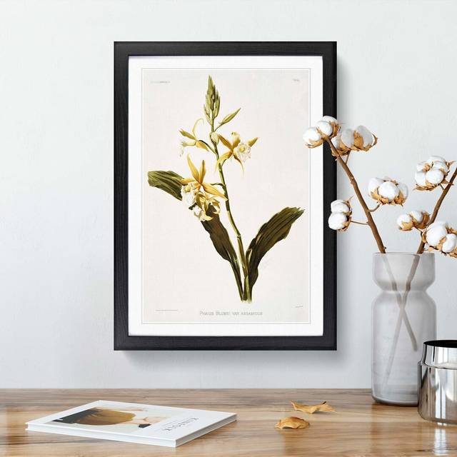 Magnolia Flowers Illustration Tab. 69 by Frederick Sander - Picture Frame Painting Print - Black (60cm H x 40cm W x 2cm D)