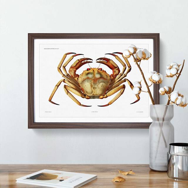 Atlantic Crab by Albert I - Picture Frame Painting Print on Paper - Walnut Framed (45cm H x 63cm W x 2cm D)