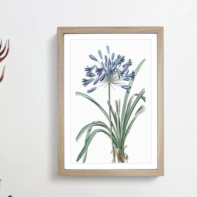 African Lily Flowers by Pierre-Joseph Redoute - Picture Frame Painting Print on Paper - Oak Framed (63cm H x 45cm W x 2cm D)