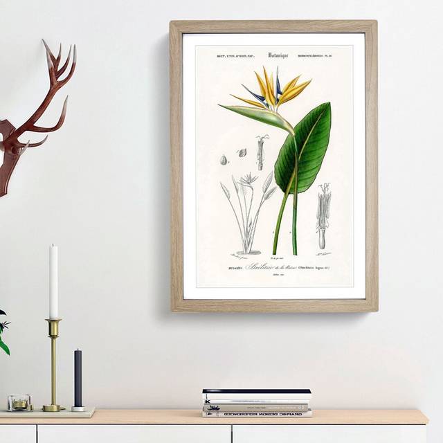 Bird of Paradise Flower by Charles d' Orbigny - Picture Frame Painting Print on Paper - Oak Framed (33cm H x 24cm W x 2cm D)