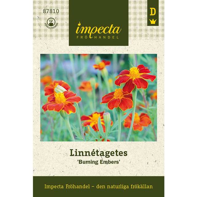 Tagetes, Linné-, Burning Embers