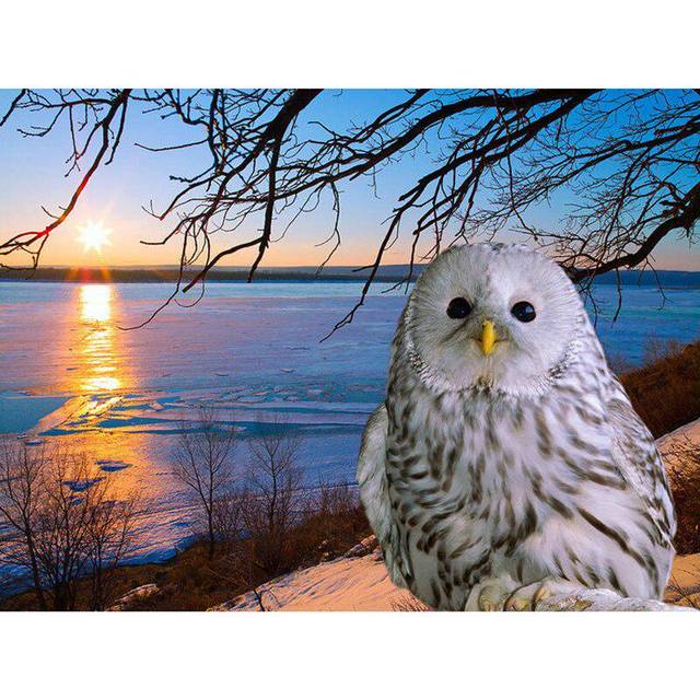 Diamond Painting Owl Square Drill 5d Diy Rhinestones Pictures Cross Stitch 20X30CM