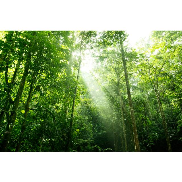 Rainforest Canopy - Wrapped Canvas Photograph (30cm H x 46cm W x 3.8cm D)