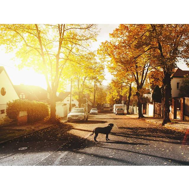 Diamond Painting Cross Stitch Dog on Road and Autumn Season Full Round Drill Diamond Embroidery 20X30CM