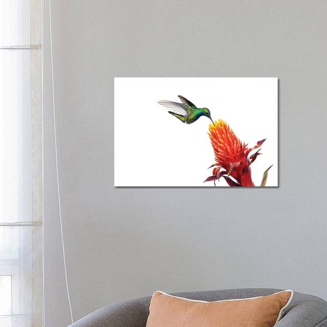 Black-Throated Mango Hummingbird Feeding on Flower Nectar, Argentina by Agustin Esmoris - Wrapped Canvas Graphic Art (45.72cm H x 66.04cm W x 3.81cm D)