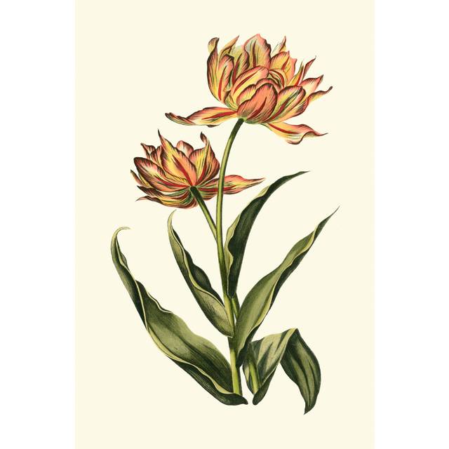 Vintage Tulips III by Vision Studio - Wrapped Canvas Painting (30cm H x 20cm W)
