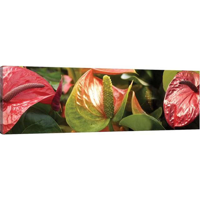 Close-Up of Anthurium Plant I - Wrapped Canvas Panoramic Photograph (30.48 cm H x 91.44 cm W x 1.91 cm D)