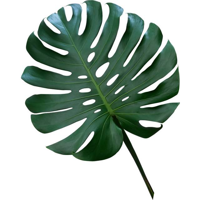 Monstera Deliciosa (76cm H x 51cm W x 3.8cm D)