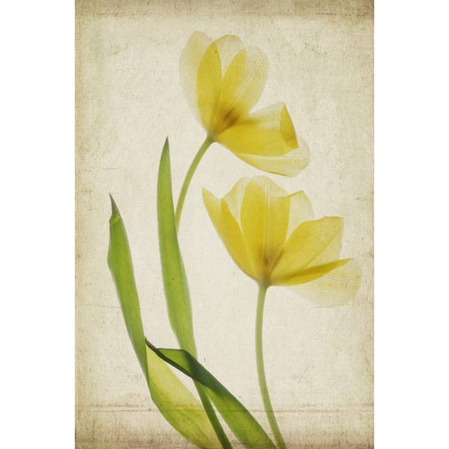 Parchment Flowers IV - Wrapped Canvas Art Prints (122cm H x 81cm W x 3.8cm D)
