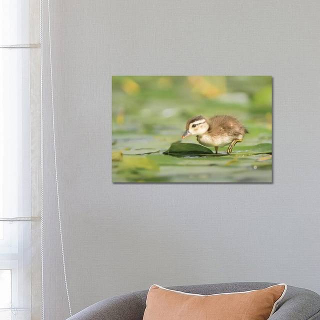USA, Washington State Wood Duck (Aix Sponsa) Duckling on Lily Pad in Western Washington by Gary Luhm - Wrapped Canvas Graphic Art (45.72cm H x 66.04cm W x 3.81cm D)