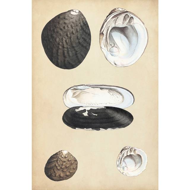 Marine Bivalves II - Wrapped Canvas Art Prints (91cm H x 61cm W x 3.8cm D)