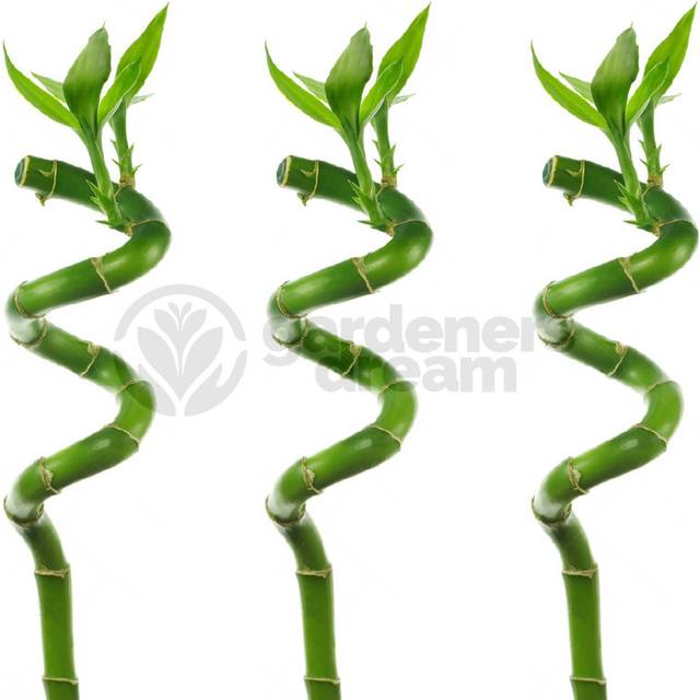 (3) 50cm Lucky Bamboo - Indoor Plant Pot Garden Windowsill Bowl